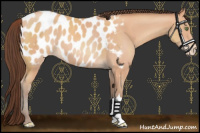 Horse Color:Sable Champagne Near Leopard 