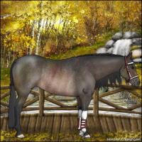Horse Color:Brown Rabicano 