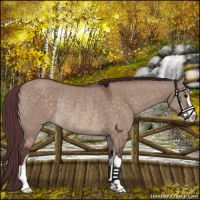 Horse Color:Chocolate Brown Dun Sabino Rabicano
