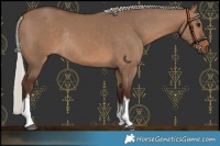 Horse Color:White Spotted Silver Brown Dun Rabicano 