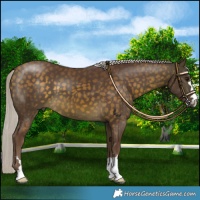 Horse Color:Chocolate Silver Buckskin 