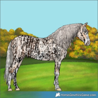 Horse Color:Void Silver Bay Roan Sabino Splash  and Silver Amber Champagne Roan Splash Frame 