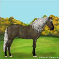 Horse Color:Void Midnight Silver Buckskin Sabino Rabicano