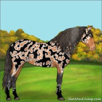 Horse Color:Bay Tobiano Near Leopard 