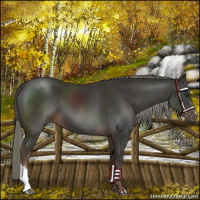 Horse Color:Liver Chestnut Mushroom 