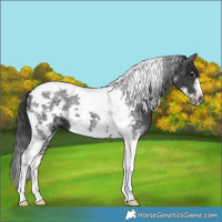 Horse Color:Black Tobiano Frame 