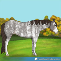Horse Color:Liver Chestnut Ice Sabino