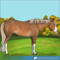 Horse Color:Chocolate Palomino Splash 
