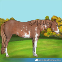 Horse Color:Chestnut Sabino 