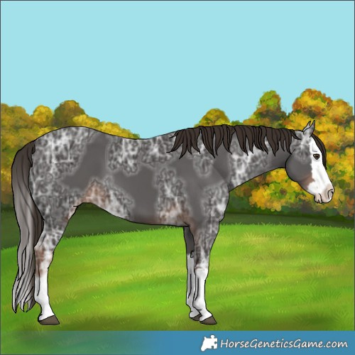 Horse Color:Liver Chestnut Ice Splash 