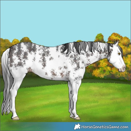 Horse Color:Brown Sabino Splash 