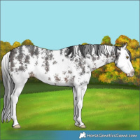 Horse Color:Brown Sabino Splash 