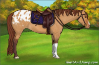 Horse Color:Chocolate Buckskin Dun Appaloosa 