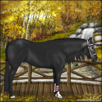 Horse Color:Gray Platinum Smoky Black Chinchilla 