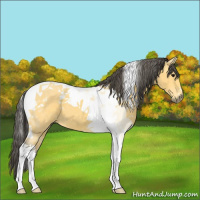 Horse Color:Buckskin Tobiano