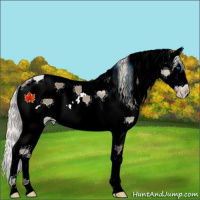 Horse Color:White Spotted Silver Grullo Splash 