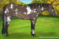 Horse Color:White Spotted Brown Dun Appaloosa 