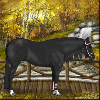 Horse Color:Gray Platinum Black Chinchilla 