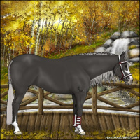 Horse Color:Gray Platinum Silver Black Sabino 