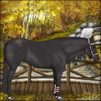 Horse Color:Platinum Smoky Black Chinchilla 
