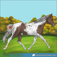Horse Color:Silver Black Tobiano 
