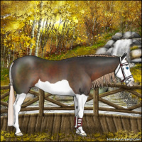 Horse Color:Liver Chestnut Splash