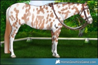 Horse Color:Chocolate Brown Pearl Leopard Rabicano