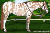 Horse Color:Chocolate Brown Pearl Appaloosa Rabicano