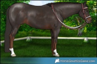 Horse Color:Liver Chestnut 