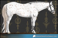 Horse Color:White Spotted Chestnut Appaloosa 