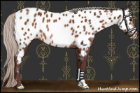 Horse Color:Chocolate Silver Brown Near Leopard Rabicano 