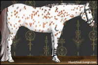Horse Color:Chocolate Bay Leopard Rabicano 