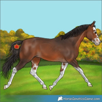 Horse Color:Bay Splash 