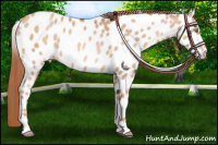 Horse Color:Gold Champagne Sabino Appaloosa 