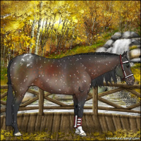 Horse Color:Brown Appaloosa 