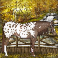 Horse Color:Liver Chestnut Near Leopard 