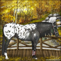 Horse Color:Liver Chestnut Appaloosa 