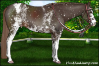 Horse Color:White Spotted Liver Chestnut Sabino Blanket 
