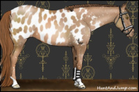 Horse Color:Liver Chestnut Pearl Appaloosa