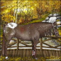 Horse Color:Liver Chestnut Appaloosa