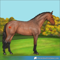 Horse Color:Bay Roan 