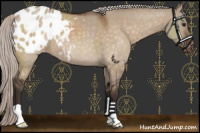Horse Color:Silver Brown Dun Appaloosa 