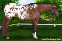 Horse Color:Chocolate Bay Appaloosa 