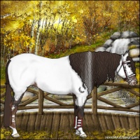 Horse Color:Liver Chestnut Near Fewspot Rabicano