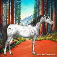 Horse Color:Gray Platinum White Spotted Liver Red Dun Sabino Appaloosa 