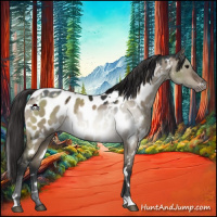 Horse Color:White Spotted Brown Dun Appaloosa 