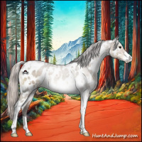 Horse Color:White Spotted Silver Brown Dun Sabino Appaloosa 