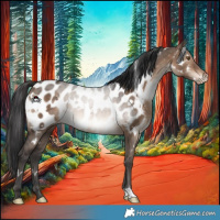 Horse Color:White Spotted Brown Dun Near Leopard 