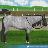 Horse Color:Smoky Blue Roan 