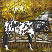 Horse Color:Brown Near Leopard 